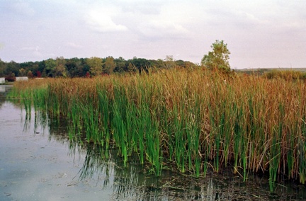 Michigan Wetlands